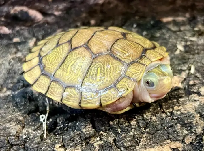 烏龜睡覺姿勢 烏龜睡覺姿勢