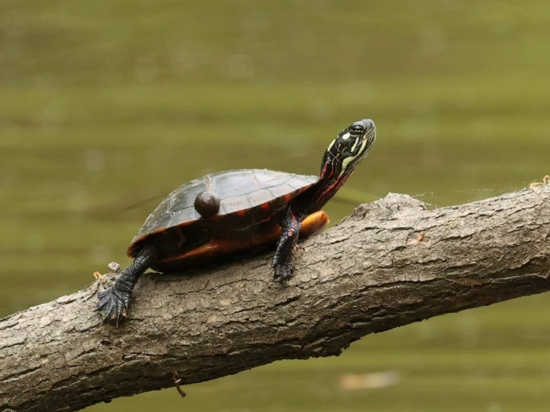 烏龜冬眠 烏龜冬眠