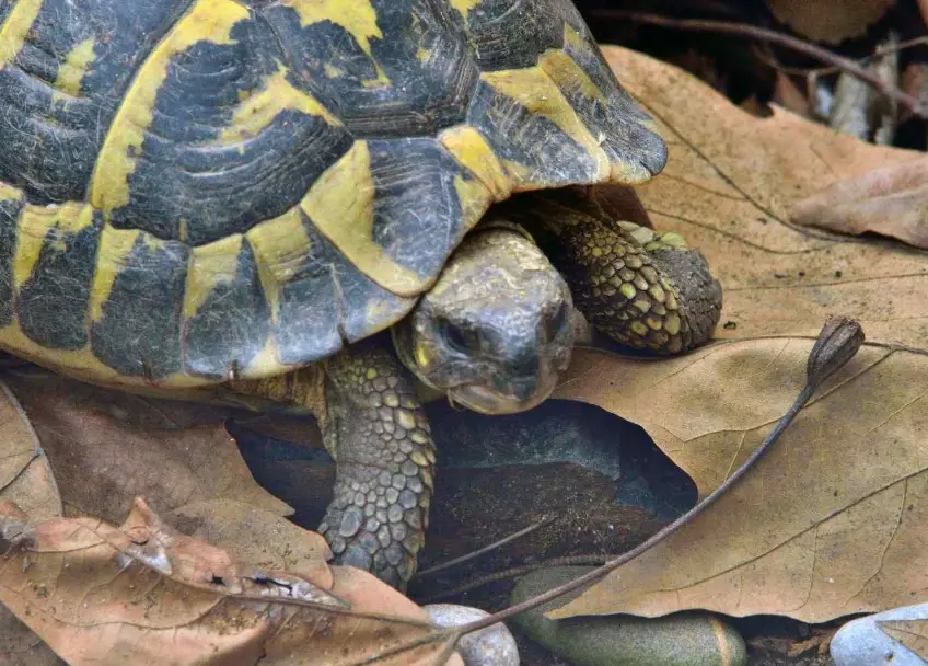 陸龜飼養環境 陸龜飼養環境