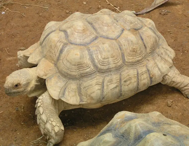 台灣適合養的陸龜