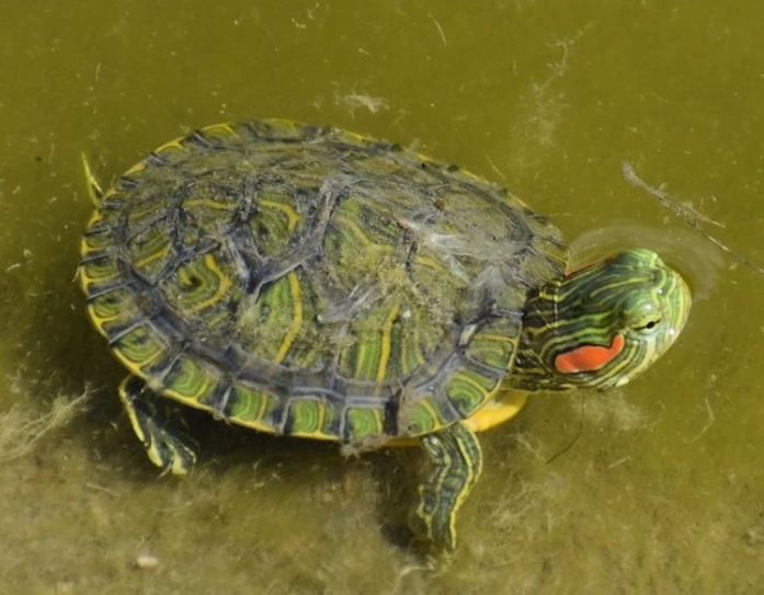 烏龜冬眠 烏龜冬眠