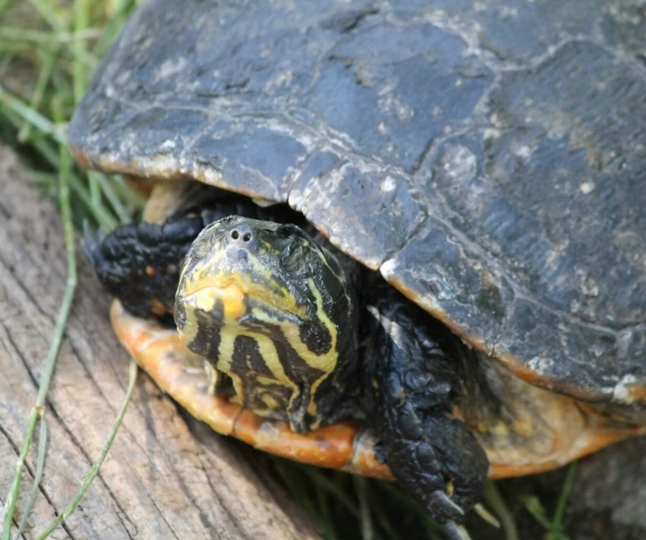 烏龜睡覺姿勢 烏龜睡覺姿勢