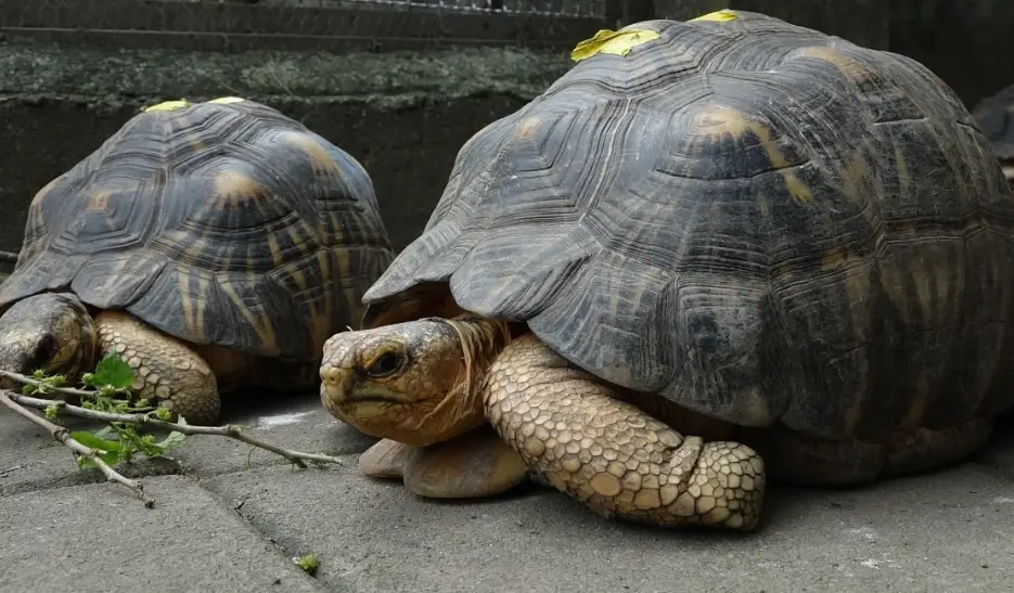 陸龜飼養環境 陸龜飼養環境