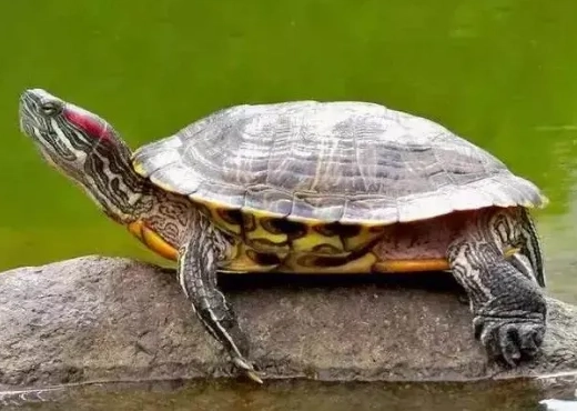 烏龜冬眠 烏龜冬眠