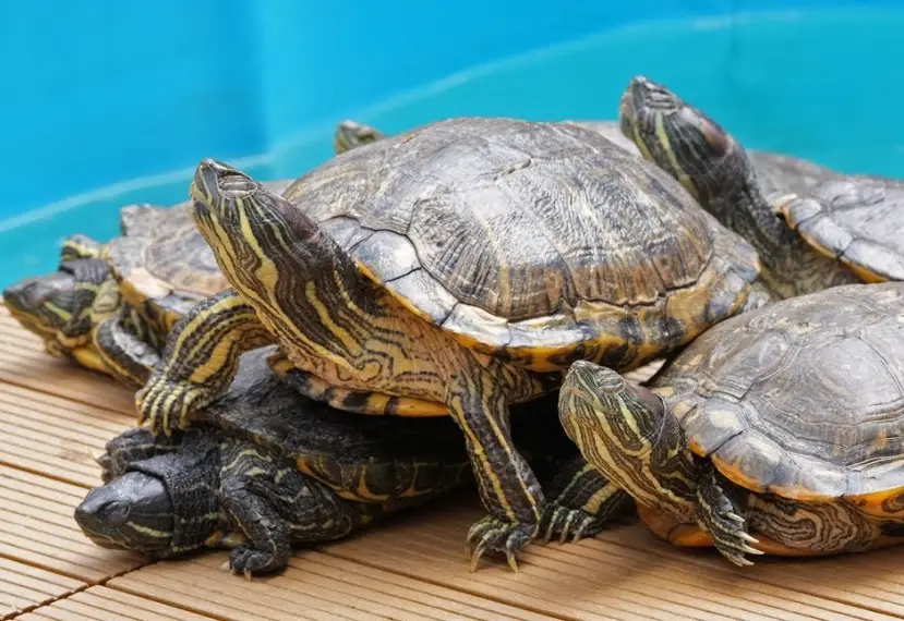 龜龜睡眠環境 龜龜睡眠環境