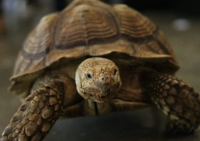 陸龜飼養環境 陸龜飼養環境
