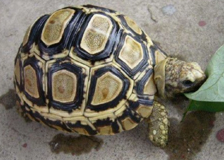 陸龜泡水風險 陸龜泡水風險