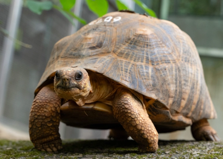 陸龜泡水風險 陸龜泡水風險