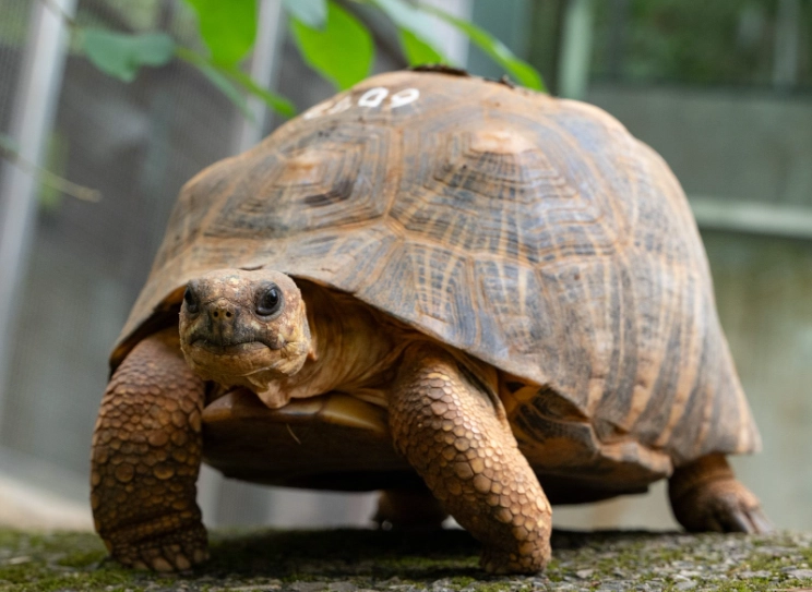 台灣適合養的陸龜