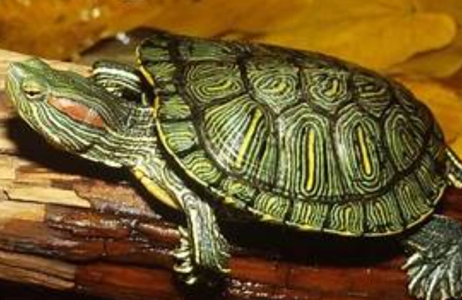 烏龜睡覺姿勢 烏龜睡覺姿勢