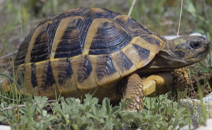 赫曼陸龜環境布置