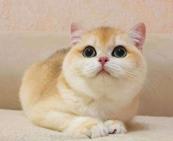 英國短毛貓缺點 英國短毛貓缺點