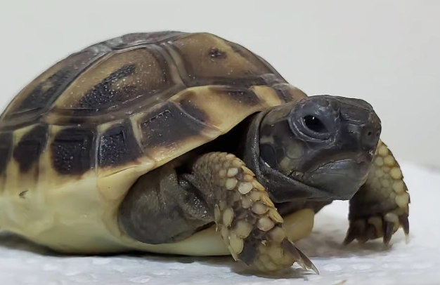 赫曼陸龜飼養方法