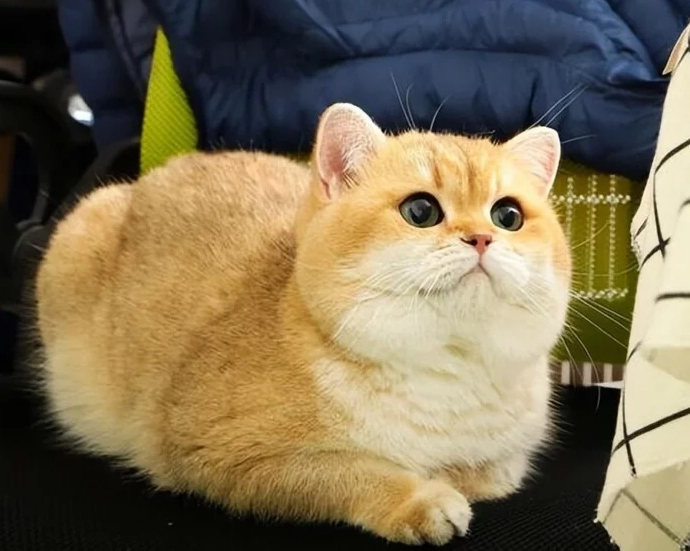 金漸層貓缺點 金漸層貓缺點