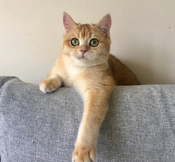 英國短毛貓缺點 英國短毛貓缺點