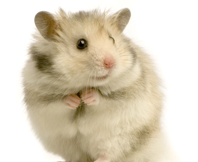 倉鼠睡覺時抖動