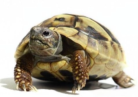 赫曼陸龜環境布置