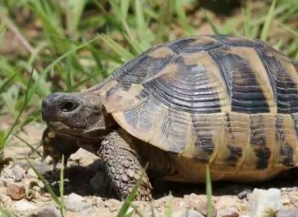 赫曼陸龜飼養方法