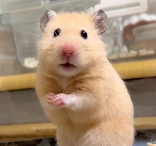 倉鼠睡覺時抖動