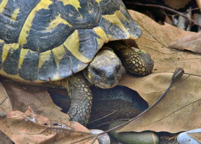 赫曼陸龜環境布置