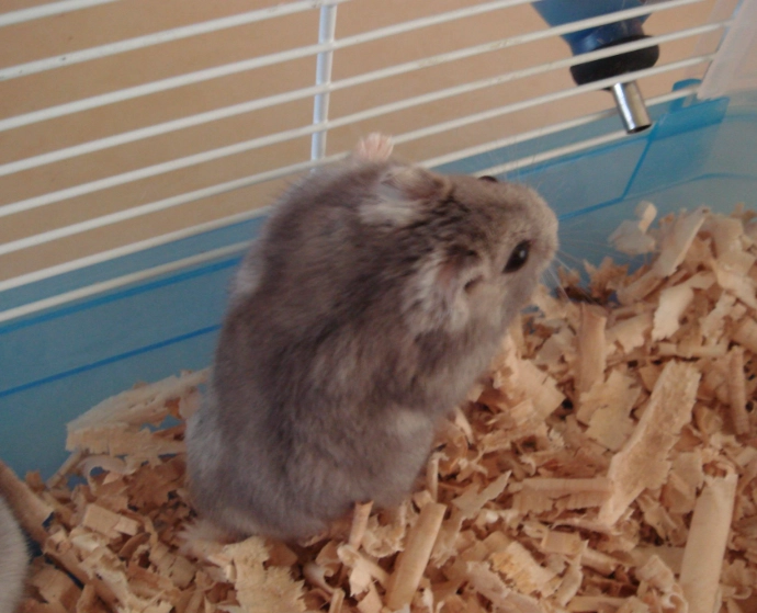 倉鼠睡覺時抖動