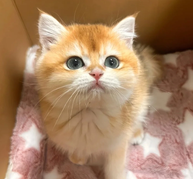 金漸層貓缺點 金漸層貓缺點