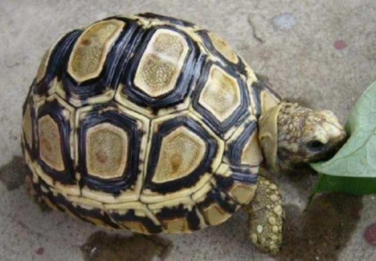 赫曼陸龜飼養方法