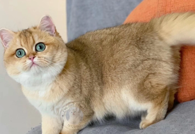 金漸層貓缺點 金漸層貓缺點