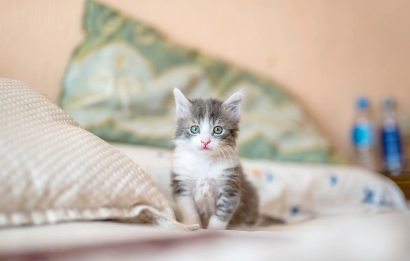 貓體態評分 貓體態評分