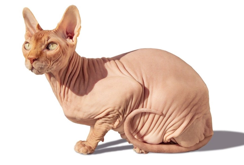 無毛貓飼養注意事項 無毛貓飼養注意事項