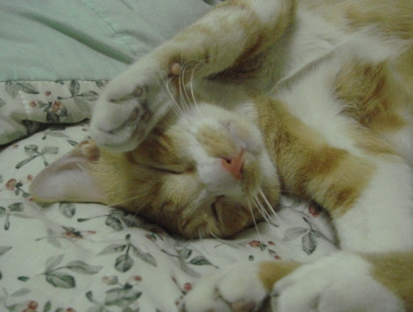 米克斯貓照顧 米克斯貓照顧