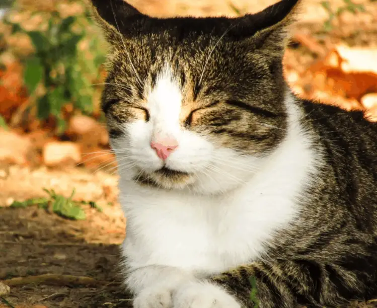 米克斯貓體重標準 米克斯貓體重標準