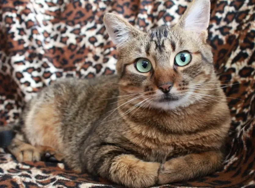 貓體重計算 貓體重計算