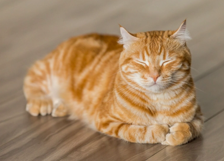 米克斯貓體重標準 米克斯貓體重標準