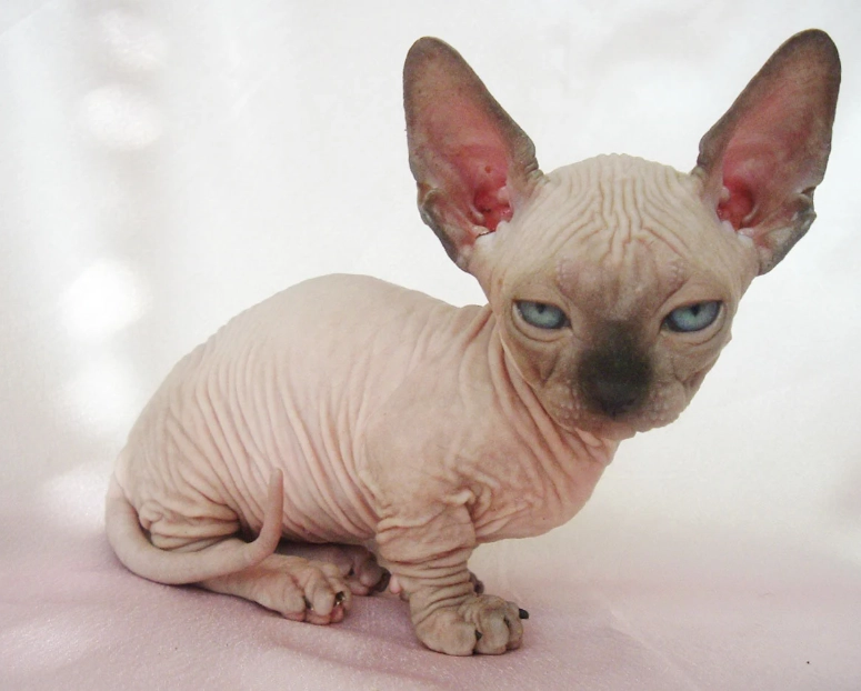 無毛貓飼養注意事項 無毛貓飼養注意事項