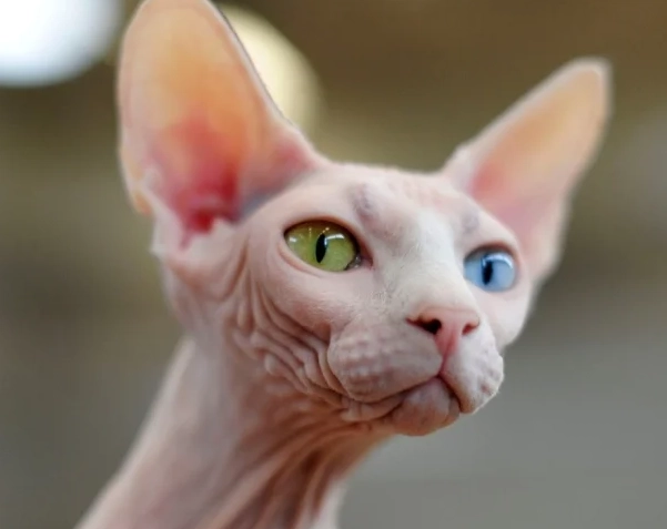 無毛貓護理 無毛貓護理