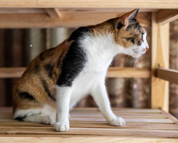 虎斑米克斯貓個性 虎斑米克斯貓個性