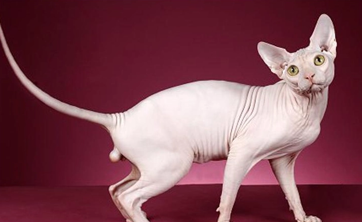 無毛貓掉毛 無毛貓掉毛