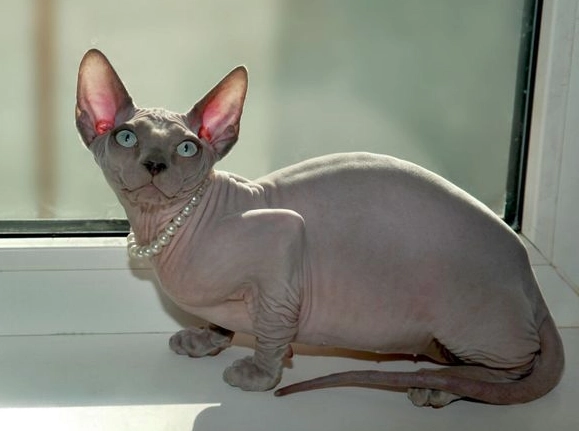 無毛貓掉毛 無毛貓掉毛