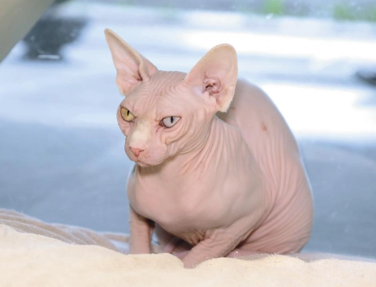 斯芬克斯貓個性 斯芬克斯貓個性