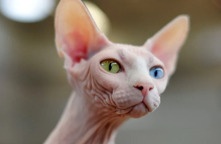 無毛貓飼養注意事項 無毛貓飼養注意事項