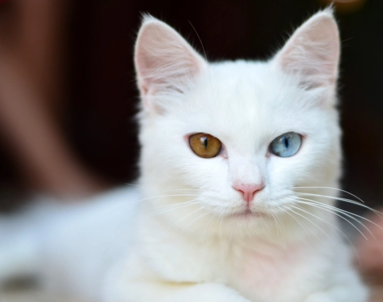 貓體態評分 貓體態評分