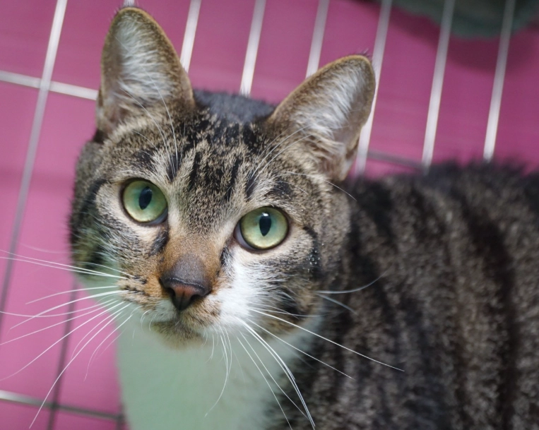 虎斑貓領養 虎斑貓領養