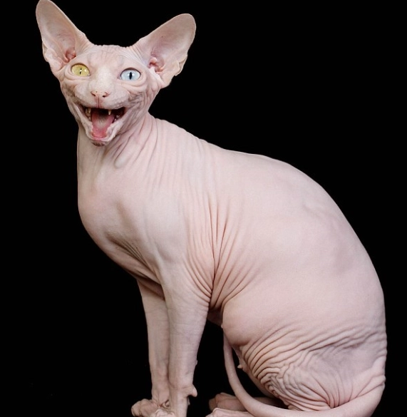 無毛貓護理 無毛貓護理