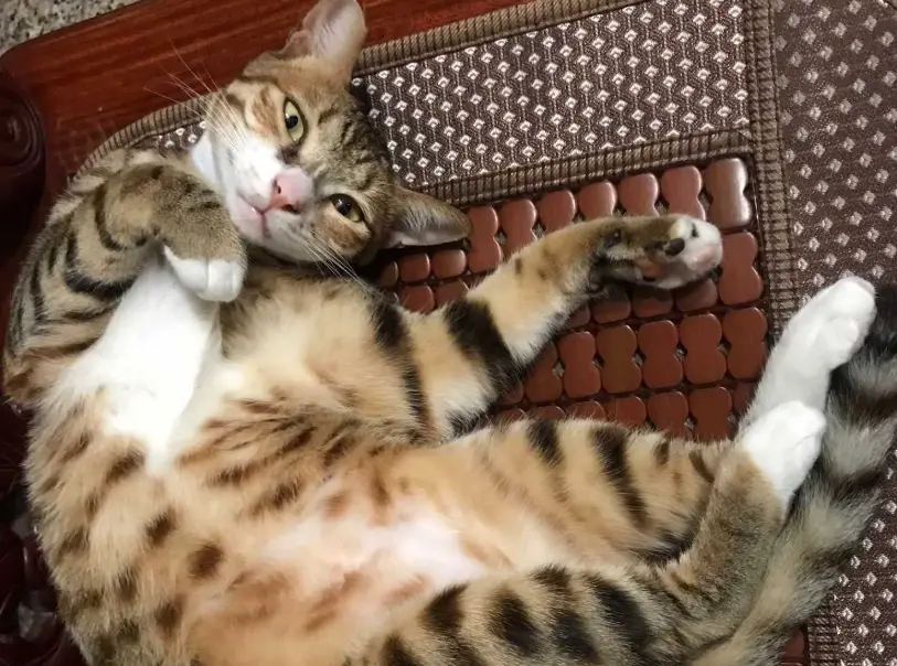 虎斑米克斯貓個性 虎斑米克斯貓個性