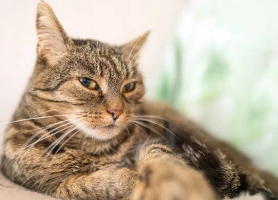 米克斯貓照顧 米克斯貓照顧