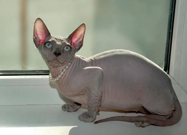 斯芬克斯貓個性 斯芬克斯貓個性