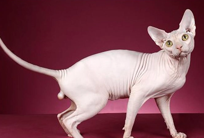 斯芬克斯貓個性 斯芬克斯貓個性