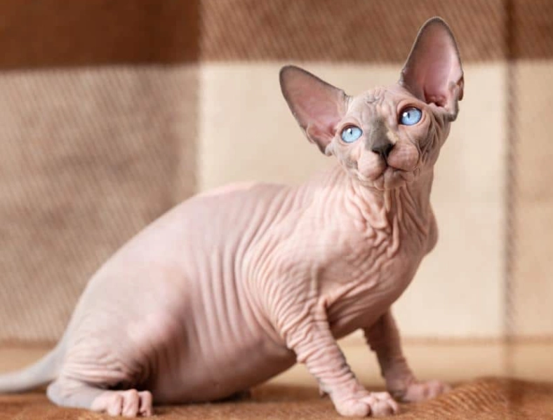 斯芬克斯貓個性 斯芬克斯貓個性