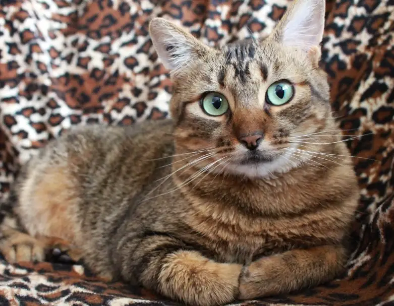 米克斯貓優缺點